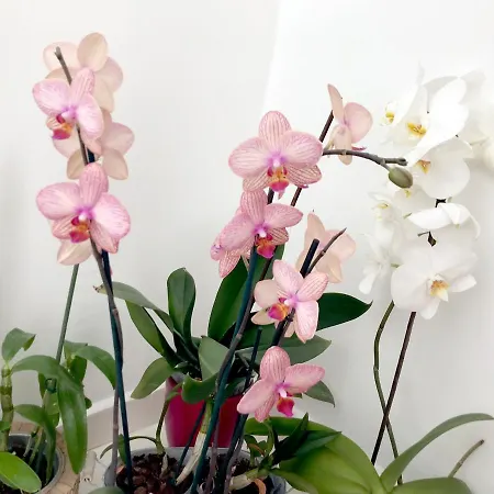 Pure Central Apartment *